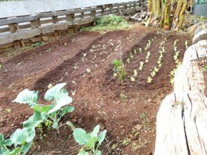 Horta Social com nova plantação